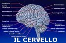 Cervello