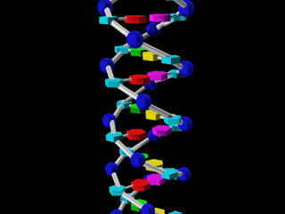 Elica del Dna