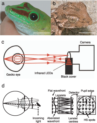 Il geco dallelmetto (sulla destra) ha occhi con caratteristiche straordinarie: vede a colori anche di notte e riesce a mettere a fuoco simultaneamente oggetti posti a distanze diverse