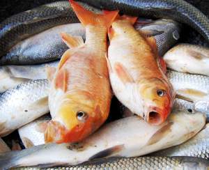 Una dieta a base di pesce può aiutare a prevenire la degenerazione maculare senile. Foto: photofreebank