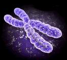 Il cromosoma, costituito da Dna, è composto da diversi geni