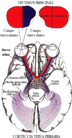 Vie ottiche principali (tra cui il nervo ottico)