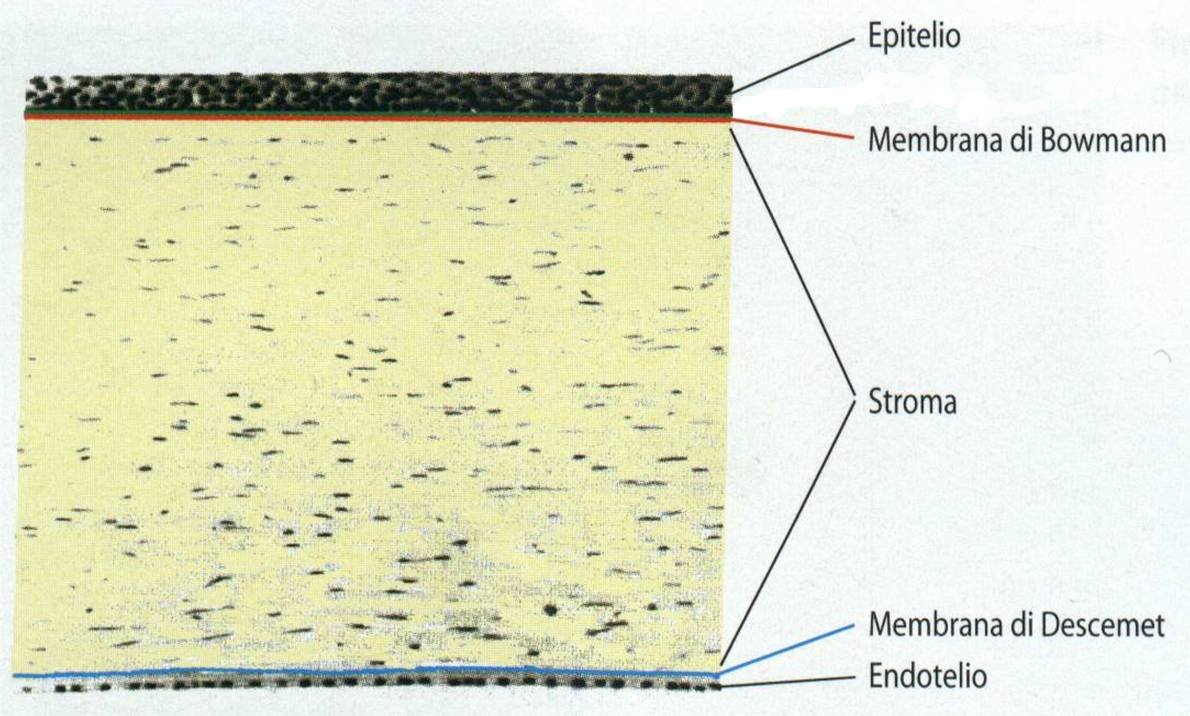 Strati della cornea (superficie oculare che, quando è sana, è trasparente)