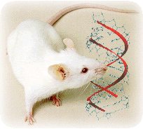 Cavia mutante: si modifica il dna dei topi per indurre delle malattie e sperimentare nuove terapie
