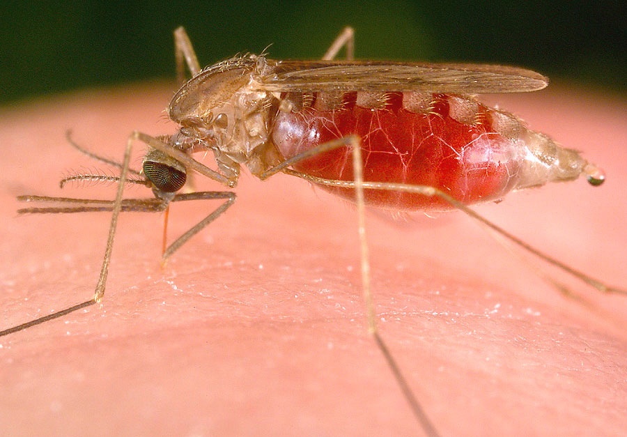 Zanzaria della malaria