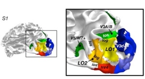 Aree LO1 e LO2 nella corteccia cerebrale occipitale (Fonte: Nature Neuroscience 2006)