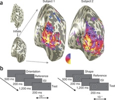 Attività della corteccia cerebrale occipitale laterale (Fonte: Nature Neuroscience 2013)