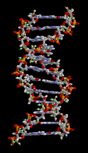 Codice genetico: una malattia come l'AMD è scritta nel DNA