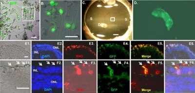 Cellule staminali riprogrammate della retina (pluripotenti indotte o iPS) sono state sperimentate sui maiali (immagine: Stem Cells, aprile 2011)