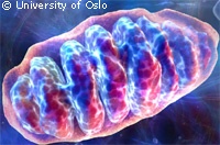 Mitocondrio cellulare (Immagine: Università di Oslo)