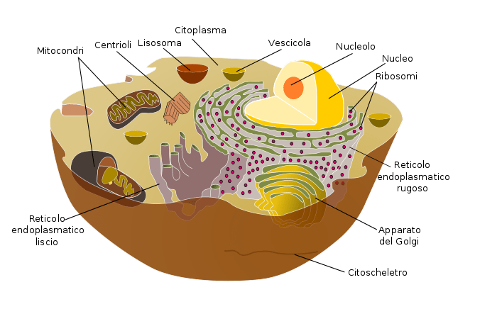 Struttura interna di una cellula: in alto una vescicola