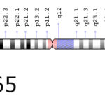 Localizzazione del gene RPE 65 nelle cellule retiniche. Se mutato può provocare cecità (Credits immagine: Genome Decoration Page-NCBI, scritta ns)