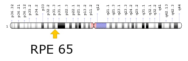 Localizzazione del gene RPE 65 nelle cellule retiniche. Se mutato può provocare cecità (Credits immagine: Genome Decoration Page-NCBI, scritta ns)